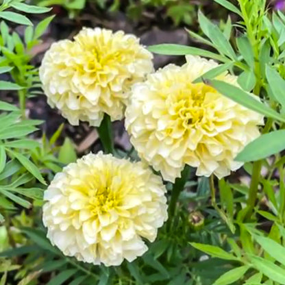 Platinum Series Marigolds Seeds - Creamy Yellow Double Blooms