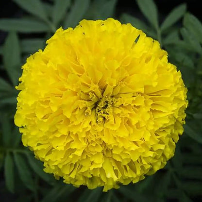 Platinum Series Marigolds Seeds - Bright Yellow Double Blooms