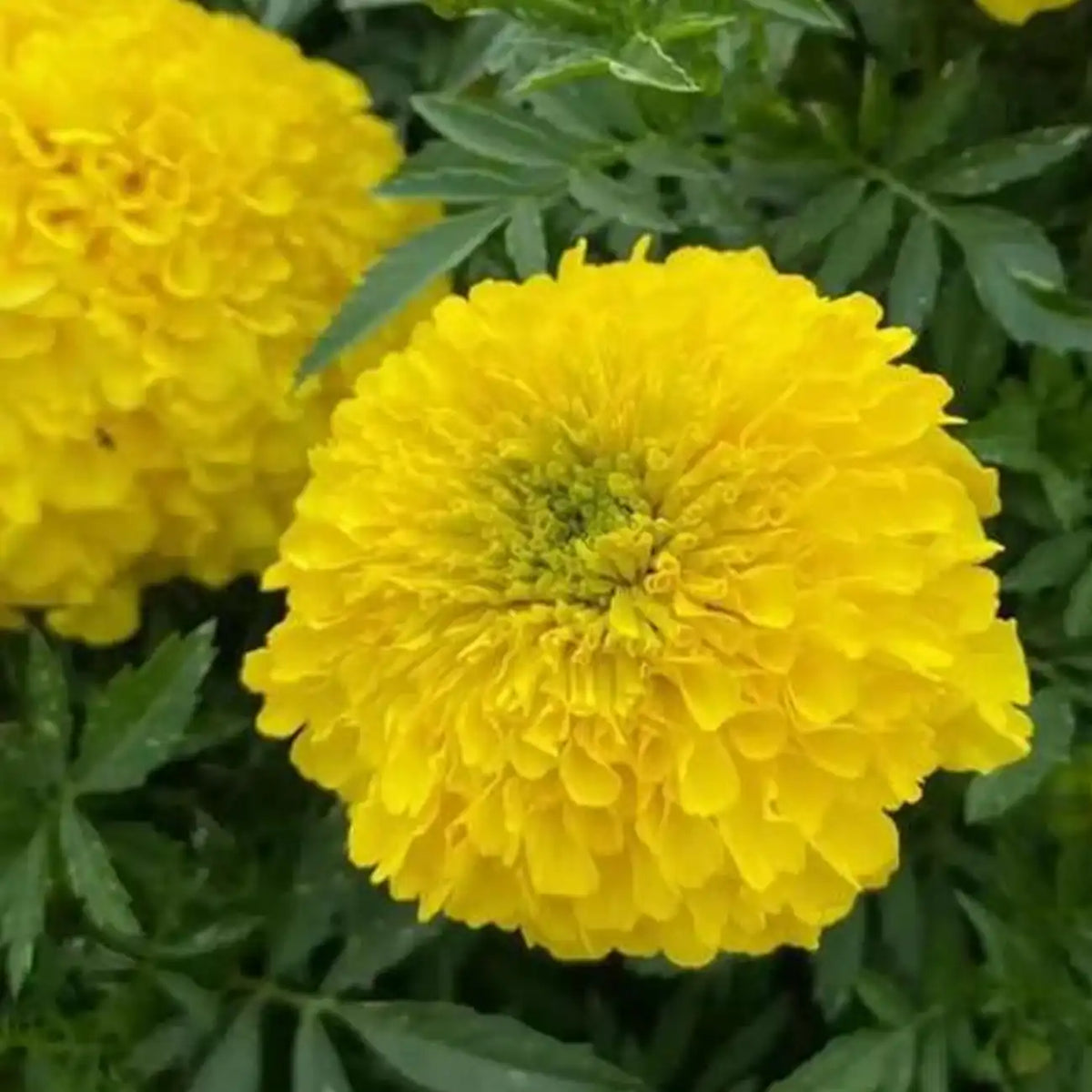 Platinum Series Marigolds Seeds - Bright Yellow Double Blooms