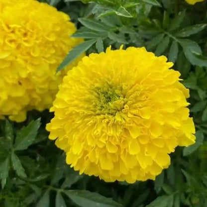 Platinum Series Marigolds Seeds - Bright Yellow Double Blooms