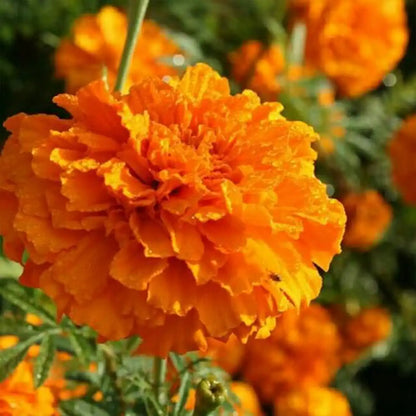 Platinum Series Marigolds Seeds - Bright Orange Double Blooms