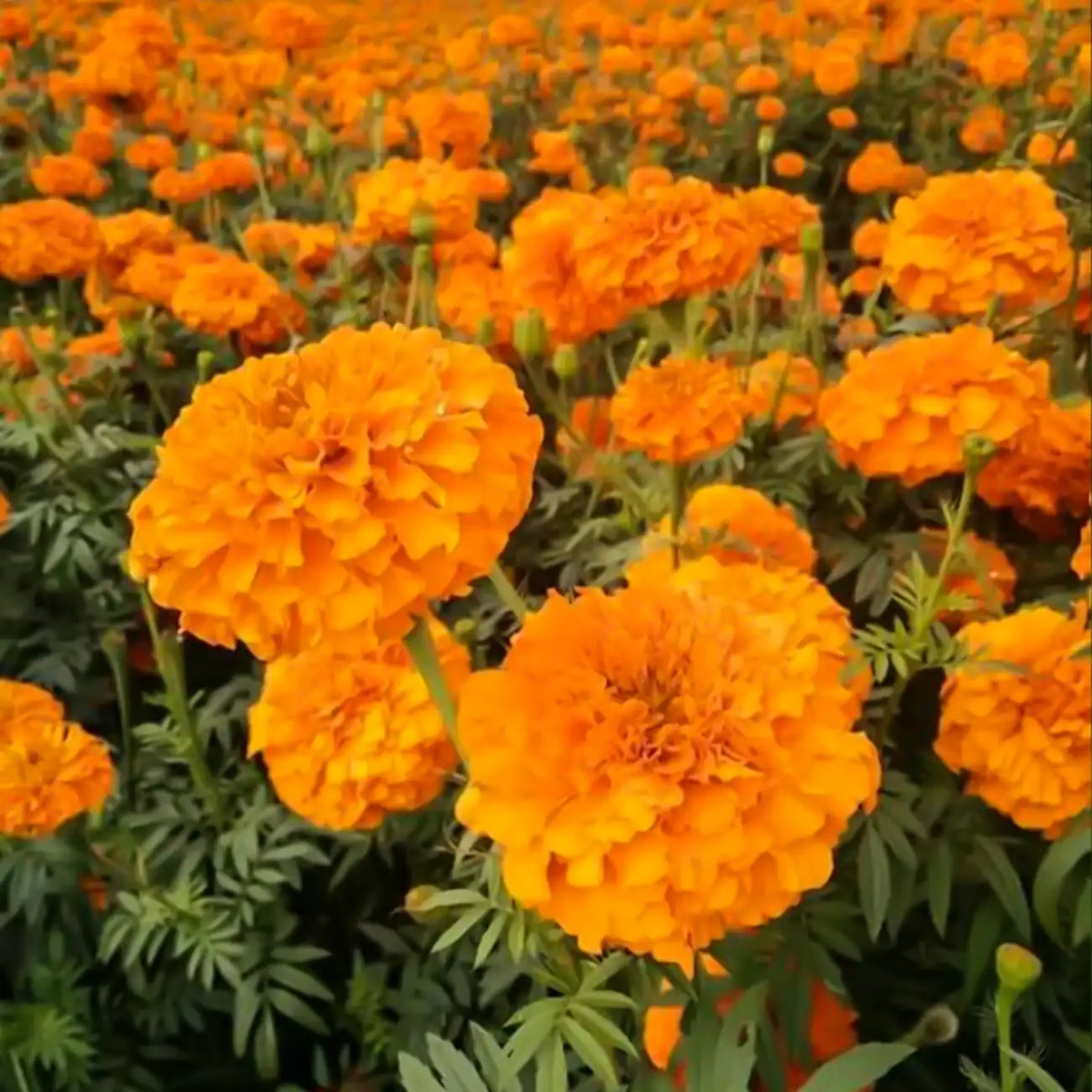 Platinum Series Marigolds Seeds - Bright Orange Double Blooms