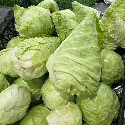Pointed  Cabbage Seeds