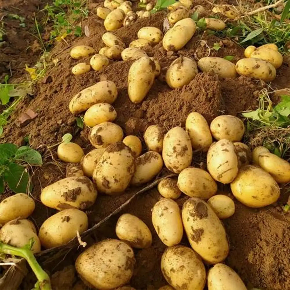 Potatoe Seeds