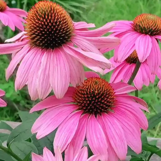 PowWowWild Berry Coneflower Seeds