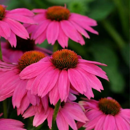 PowWowWild Berry Coneflower Seeds