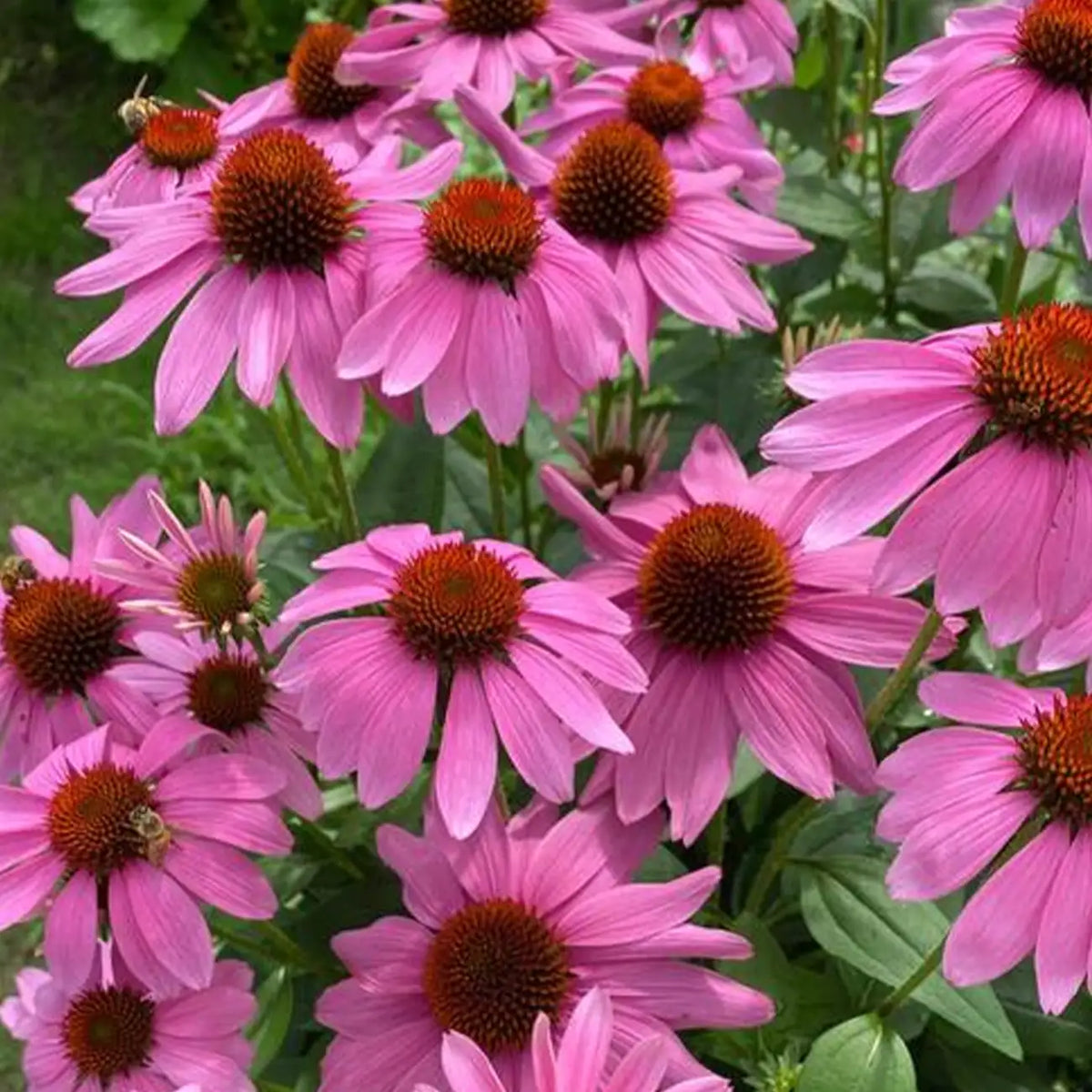 PowWowWild Berry Coneflower Seeds