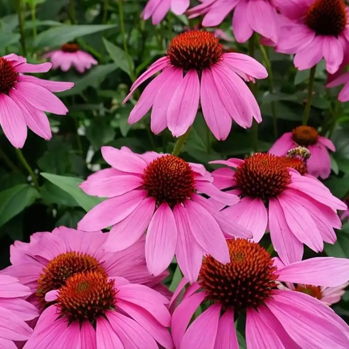 PowWowWild Berry Coneflower Seeds