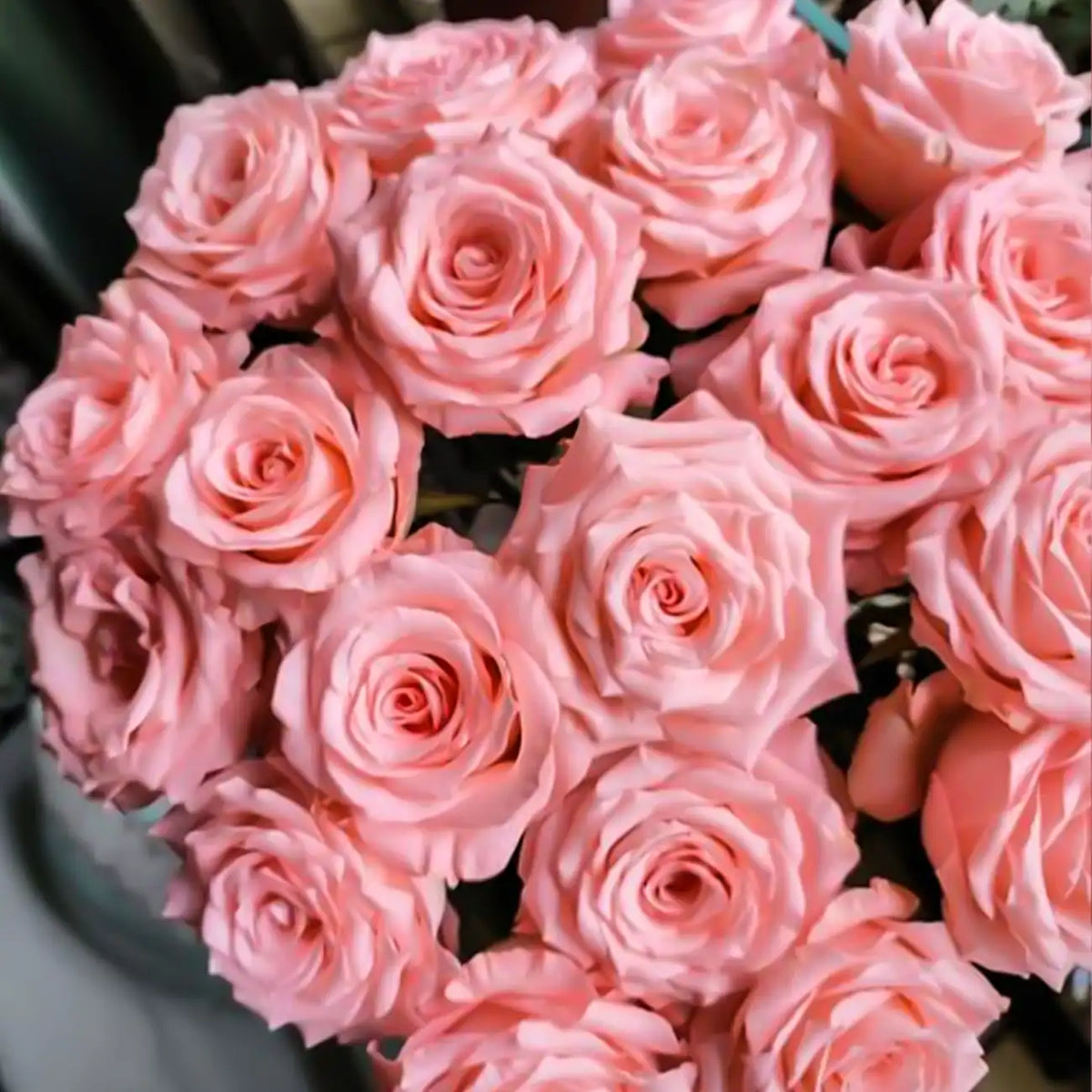 Princess Diana Rose Seeds