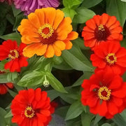 Profusion AAS Mix Zinnia Seeds