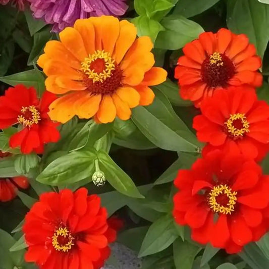 Profusion AAS Mix Zinnia Seeds