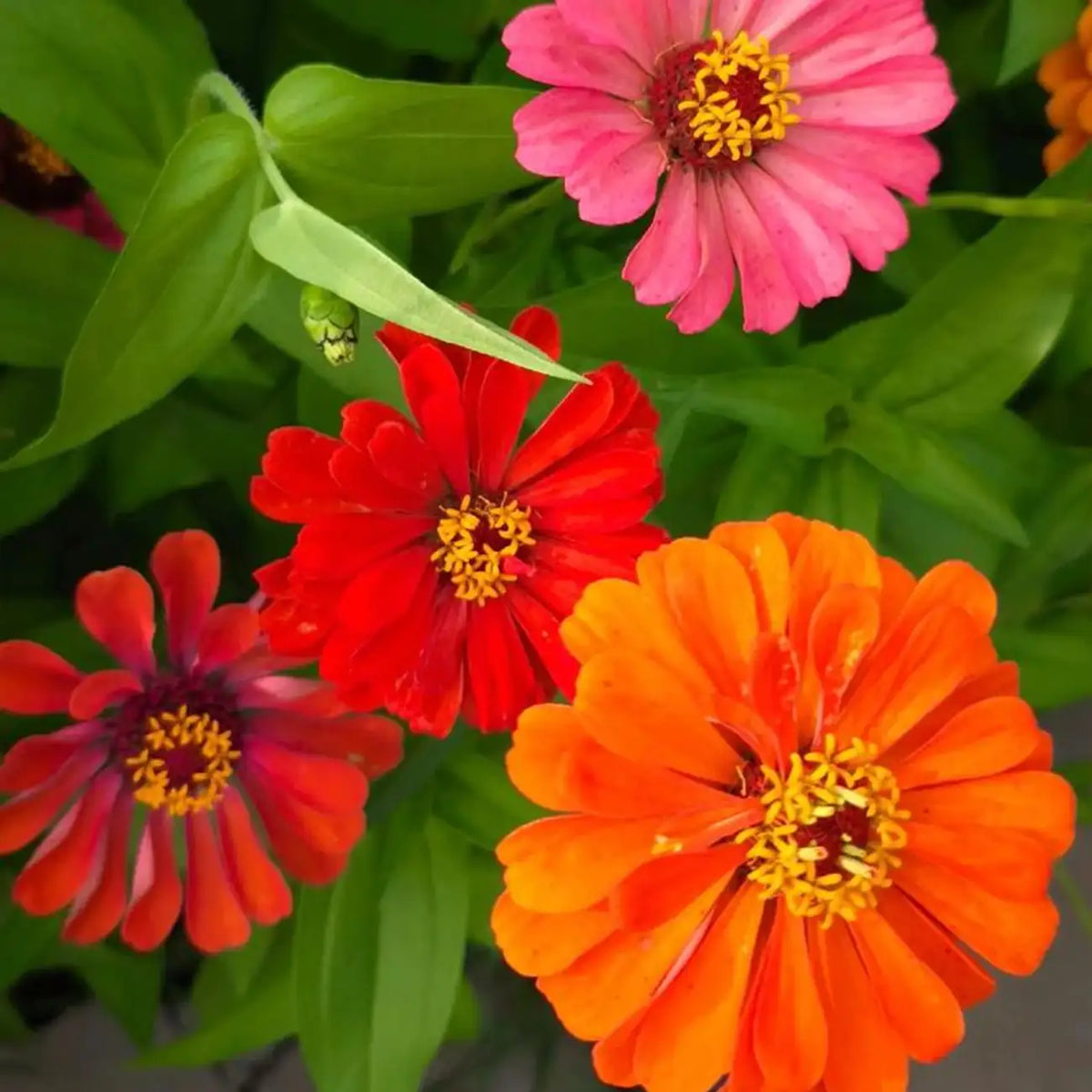 Profusion AAS Mix Zinnia Seeds