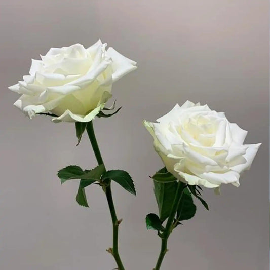 Proud Rose Seeds