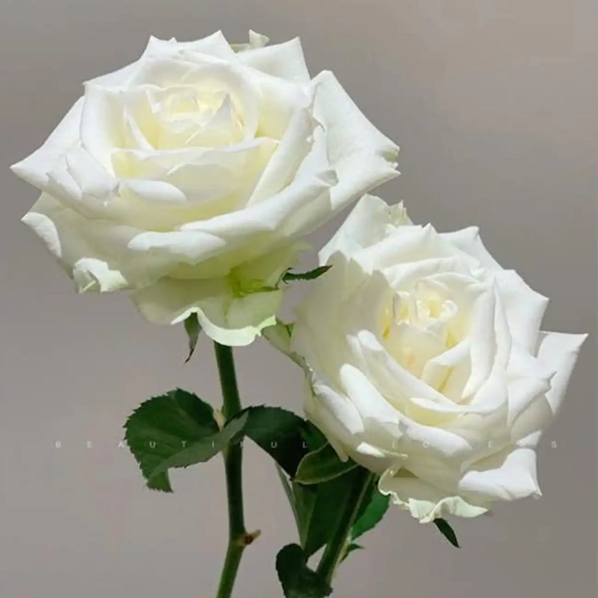 Proud Rose Seeds