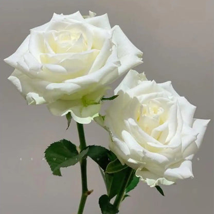 Proud Rose Seeds