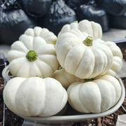 Cotton Candy White Pumpkin Seeds – Ornamental Halloween Pumpkins