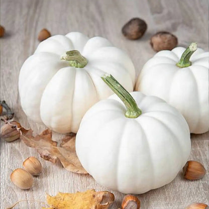 Cotton Candy White Pumpkin Seeds – Ornamental Halloween Pumpkins