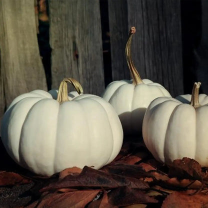 Cotton Candy White Pumpkin Seeds – Ornamental Halloween Pumpkins