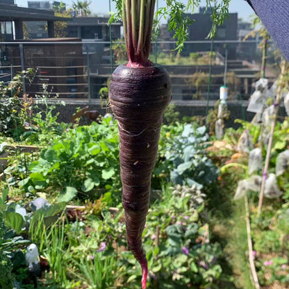Purple Carrot  Seeds