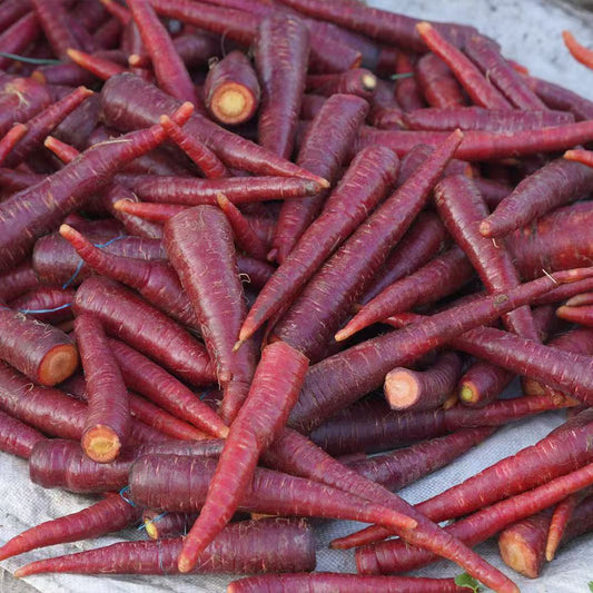 Purple Carrot  Seeds