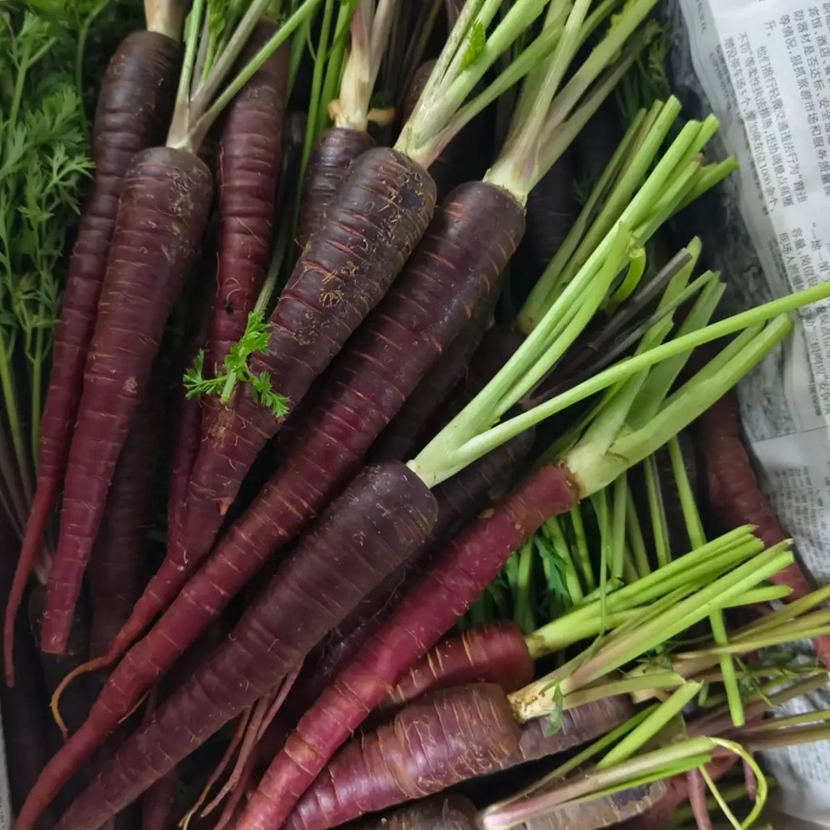 Purple Carrot  Seeds