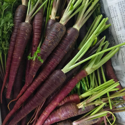 Purple Carrot  Seeds