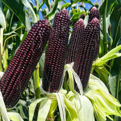 Purple Corn Seeds