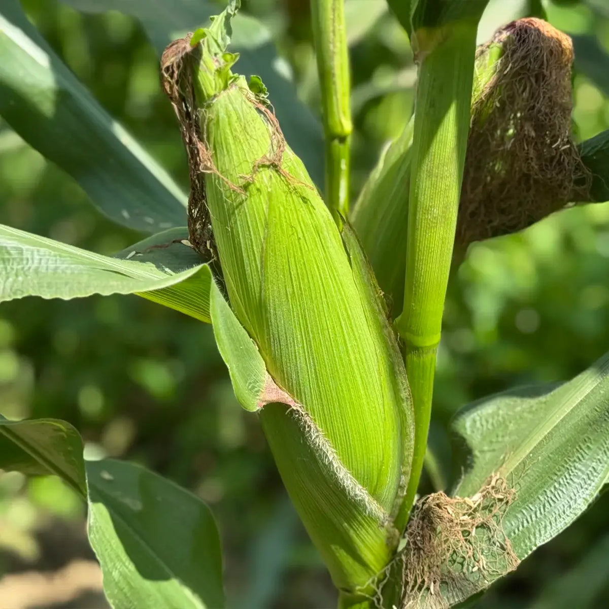 Purple Corn Seeds