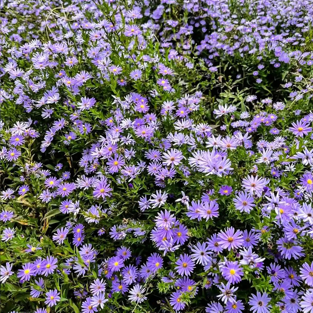 Daisy Seeds-Purple