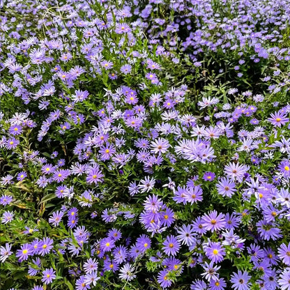 Daisy Seeds-Purple