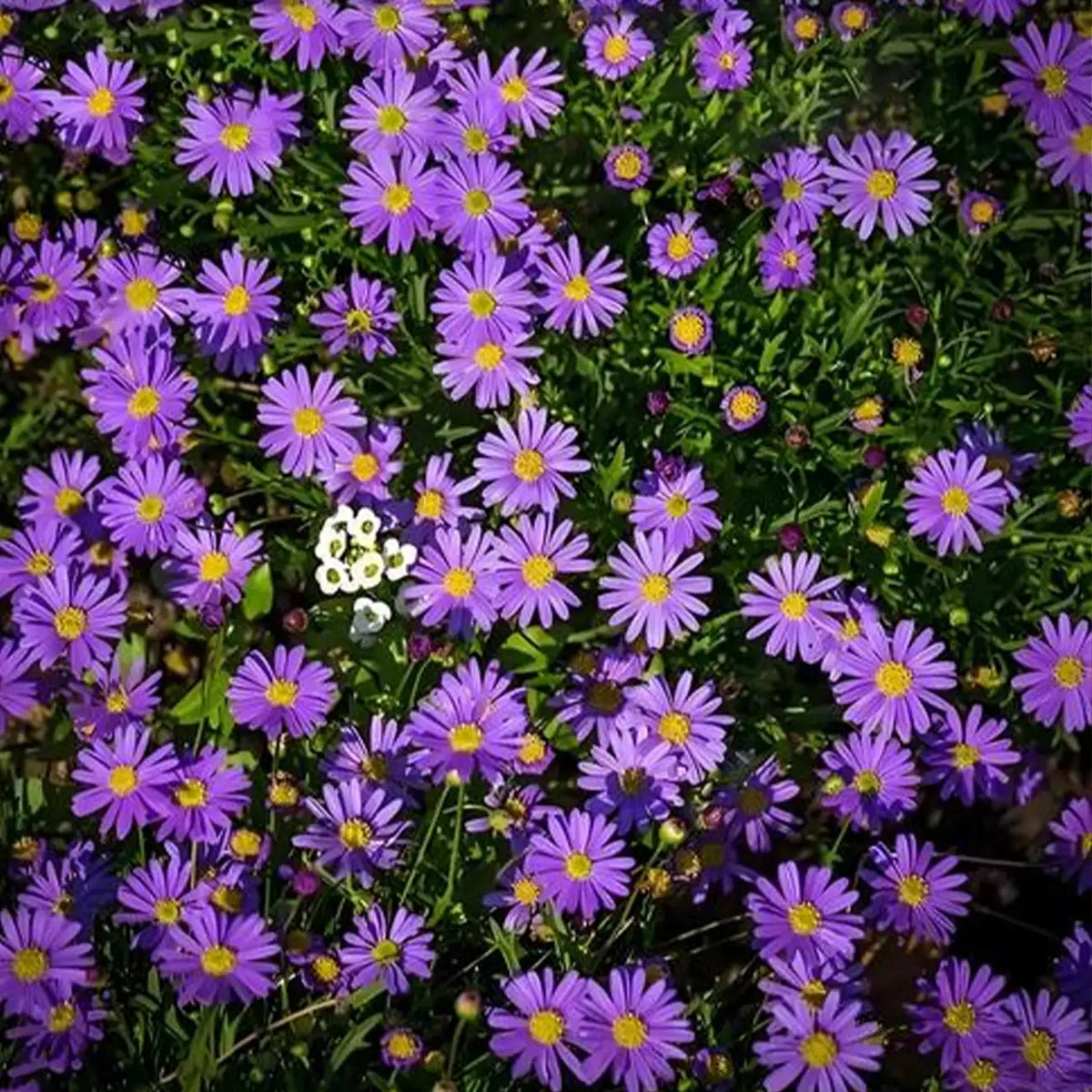 Daisy Seeds-Purple