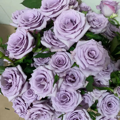 Purple Empress Rose Seeds
