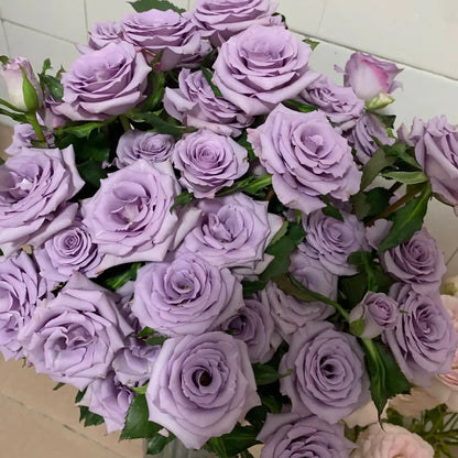 Purple Empress Rose Seeds
