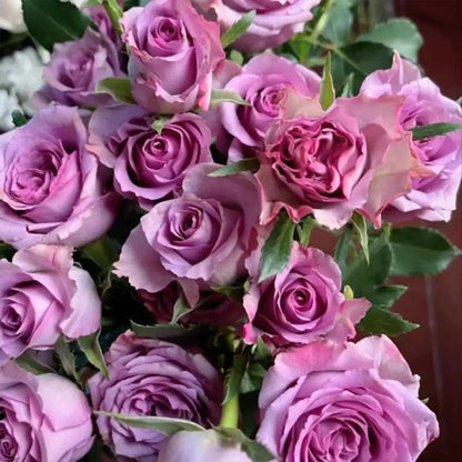 Purple Fairy Rose Seeds