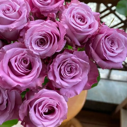 Purple Fairy Rose Seeds