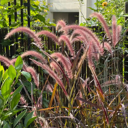 Purple Fountain Grass Seeds
