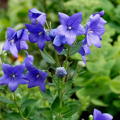 Purple Platycodon Seeds