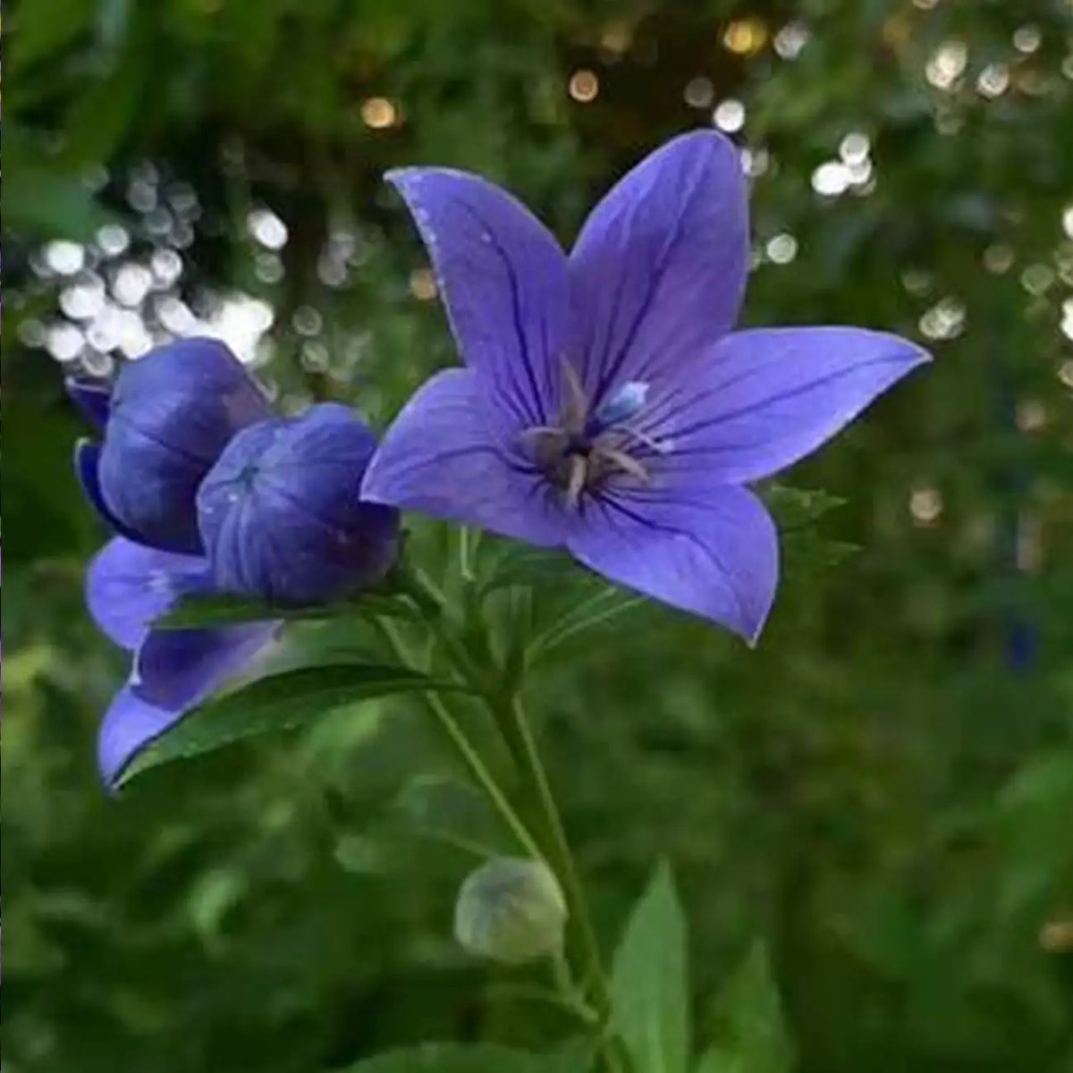 Purple Platycodon Seeds