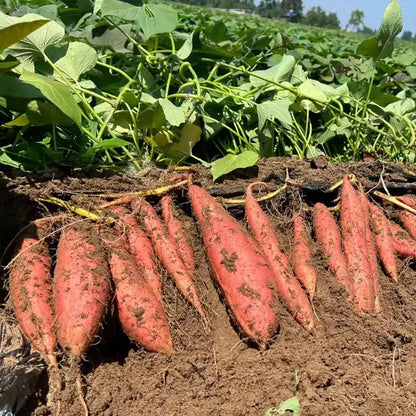 Purple Sweet Potato Seeds