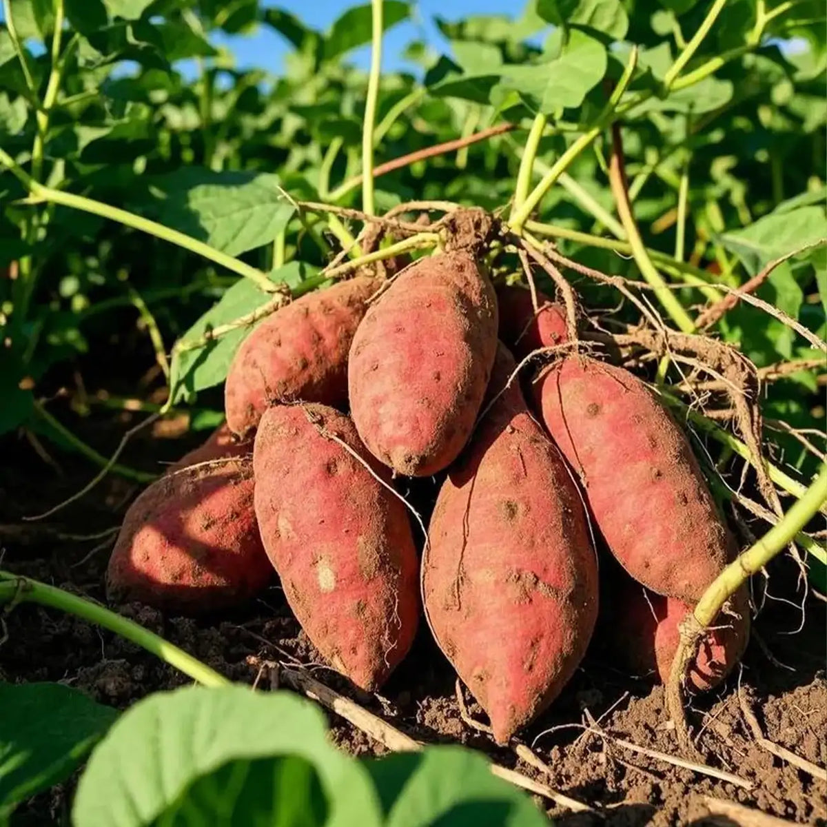 Purple Sweet Potato Seeds