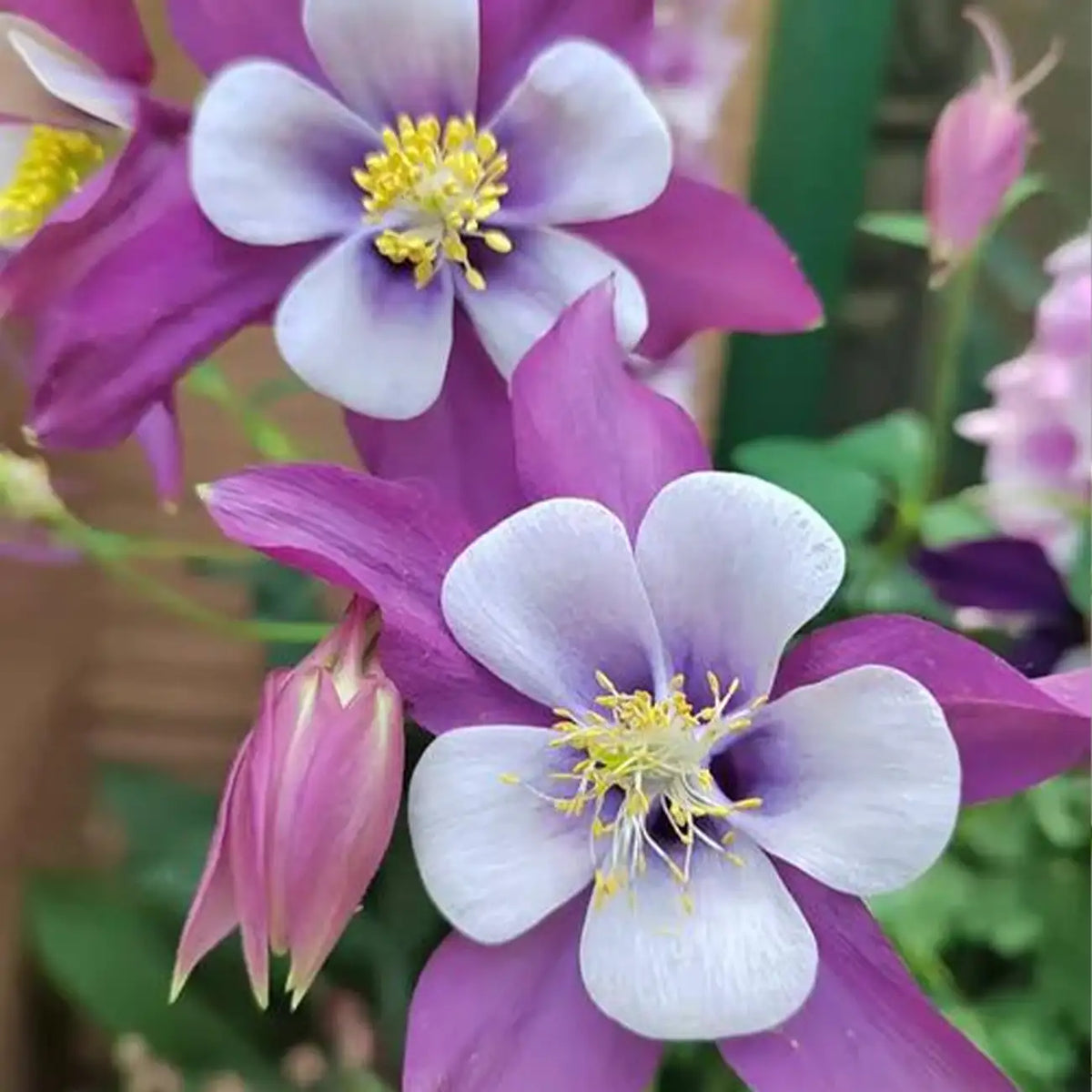 Purple & White Aquilegia Seeds