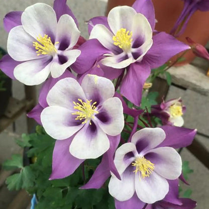 Purple & White Aquilegia Seeds
