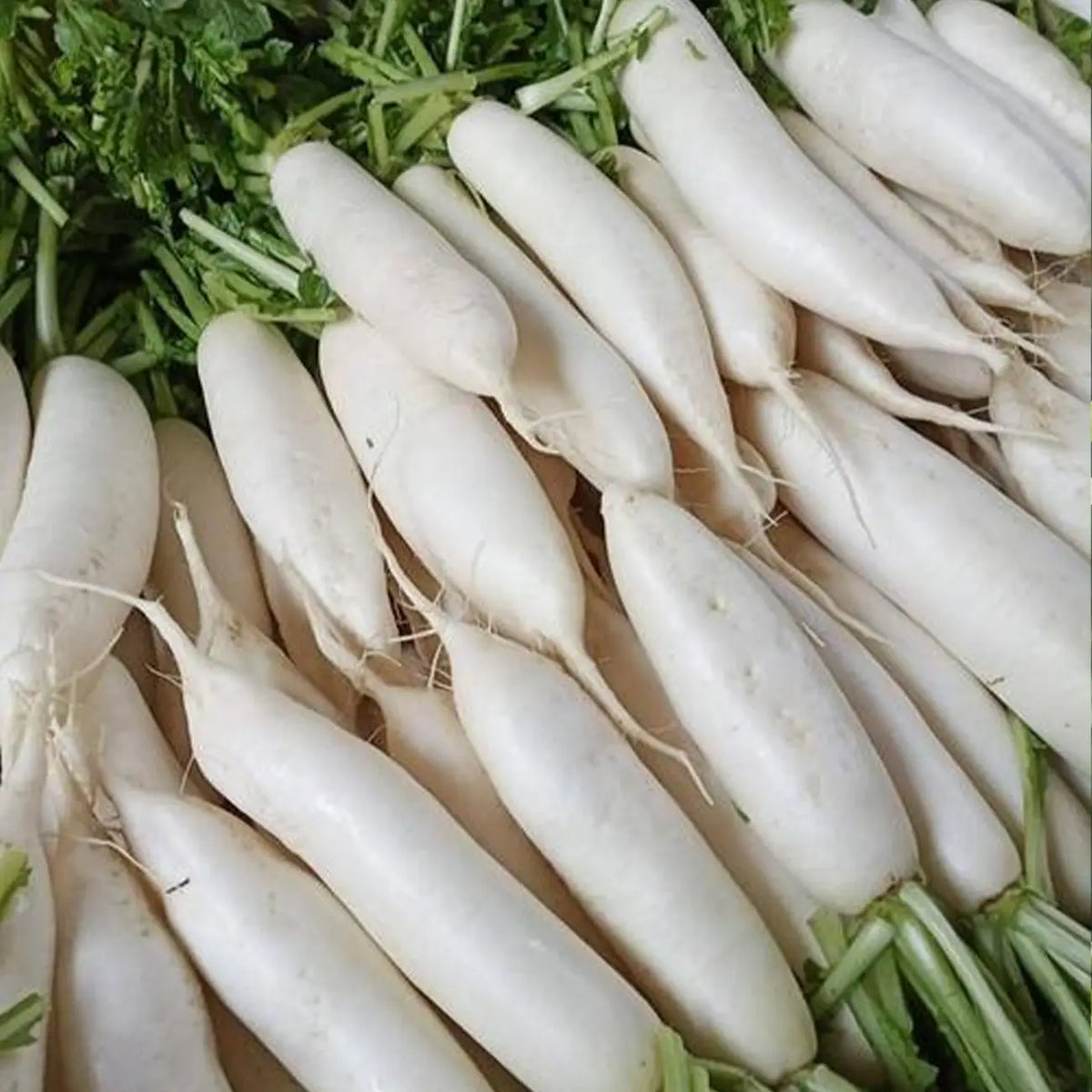 Radishes Seeds - White Daikon