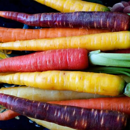 Rainbow Carrot Seeds Blend