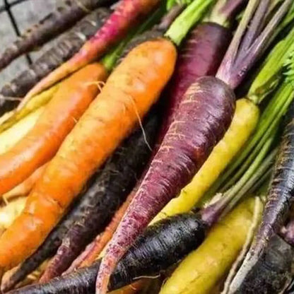 Rainbow Carrot Seeds Blend