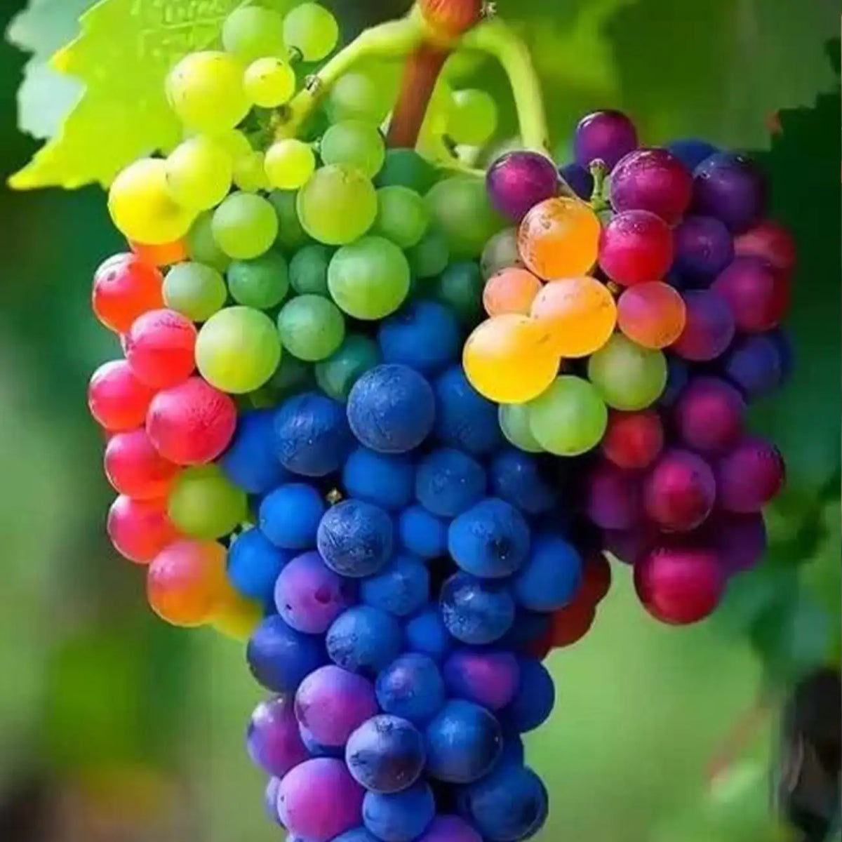 Rainbow Grape Fruit Seeds