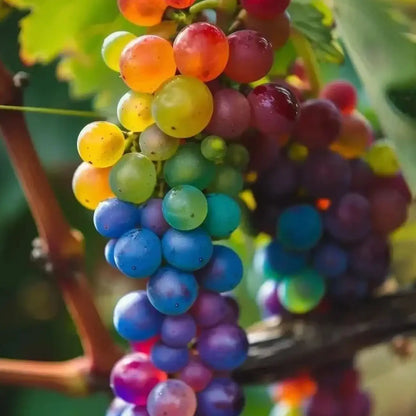 Rainbow Grape Fruit Seeds