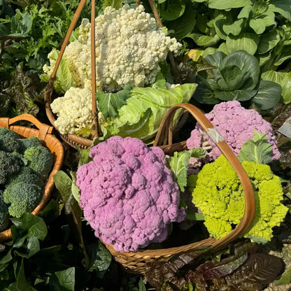 Rainbow Cauliflower Seeds