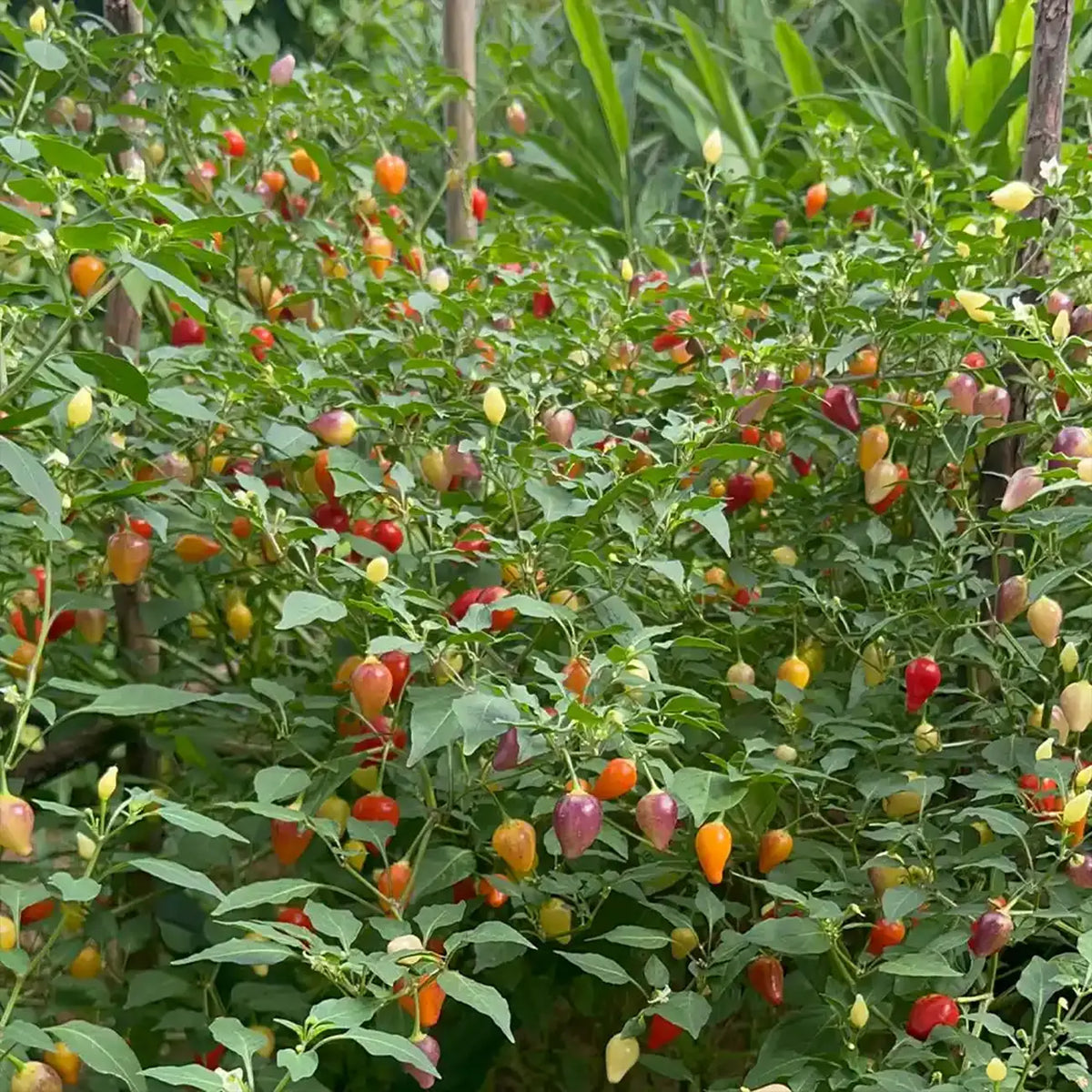 Rainbow Jalapeño Chiles Seeds
