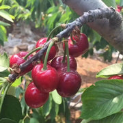 Rainier Cherry Fruit Seeds
